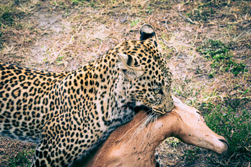 Wall Mural - leopard