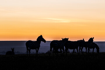 Wall Mural - silhouette at sunset