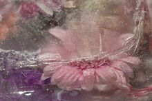 Abstract Art Background Of Frozen Pink Gerbera Flower In Ice