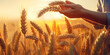 close-up to a A man hand , gently picks up ripe ears on a wheat field in the sunset rays