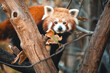 Kleiner Panda sitzt auf herbstlichem Baum