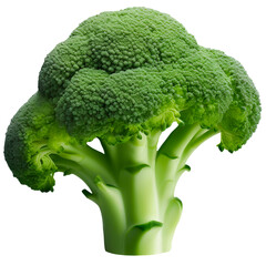 Wall Mural - broccoli on a transparent background