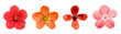 Red flowers poppies set collection in PNG isolated on transparent background