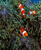 Three False clown anemonefish on anemone Boracay Island Philippines