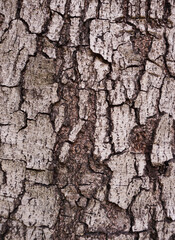 Canvas Print - texture of tree bark. background of old tree bark