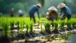 Farmers planted seedlings in green rice fields 
