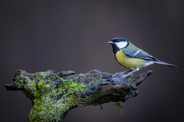 Poster - Great Tit (Parus Major) on branch. Wildlife scenery.	