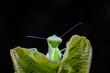 Mantis inhabits the leaves of wild plants