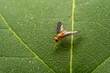 Fruit flies inhabit the leaves of wild plants
