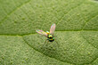 Dolichopodidae inhabits the leaves of wild plants