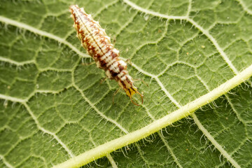 Wall Mural - lacewing larvae inhabiting on the leaves of wild plants