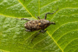 weevil inhabits the leaves of wild plants
