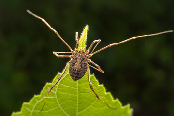 Poster - harvestman inhabits the leaves of wild plants