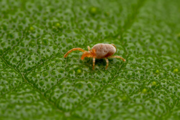 Poster - mite inhabiting on the leaves of wild plants