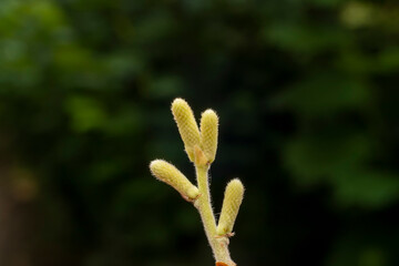 Wall Mural - Plant buds in a botanical garden