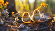 Spring Awakening of nature, Baby Chicks in the Sunshine