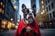 A Boston Terrier wearing a superhero cape in the city