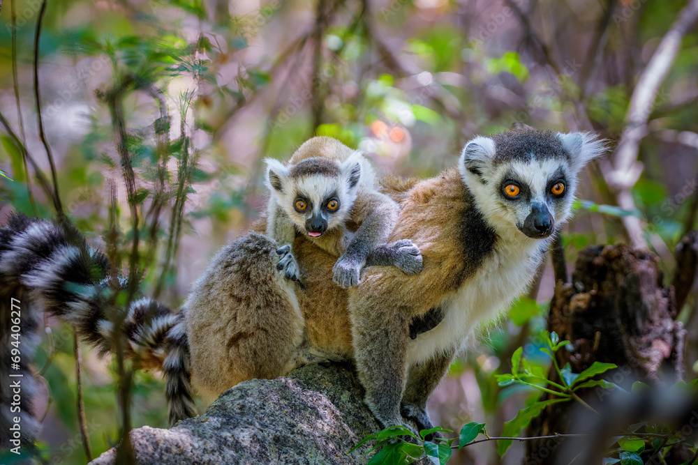 Ring-tailed Lemur with her baby riding on her, Anja Reserve- Ambalavao ...