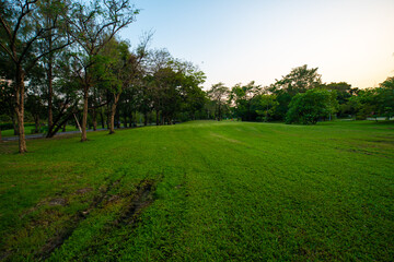 Green park sunset with meadow and tree