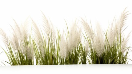 Wall Mural - Ornamental grass isolated on white background isolated on white background,. Created using Generative AI Technology