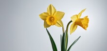  Two Yellow Daffodils In A Glass Vase Against A White Background With A Green Stem In The Foreground.