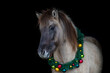 A dun iceland horse mare wearing a festive christmas wreath on black background, christmassy horse black shot