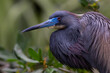 Close up portrait of Tricolored Heron in St. Johns County, Florida, United States