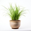 A small green carex oshimensis plant in pot. idea plant for garden. isolated on white background. Png format.

