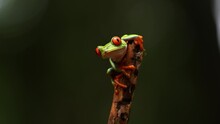 Red-eyed Tree Frog In Costa Rica 