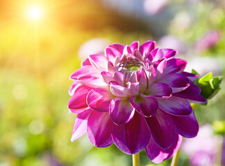 Wall Mural - Dahlia flower in the garden and sun.