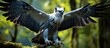 Enthusiastic harpy eagle prepared for hunting in Amazon rainforest trees.