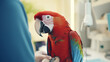 A colorful parrot is being held by a veterinarian in an animal hospital veterinary. A close-up realistic picture of an exotic pet.