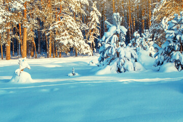 Wall Mural - Landscape. Frozen winter forest with snow covered trees.