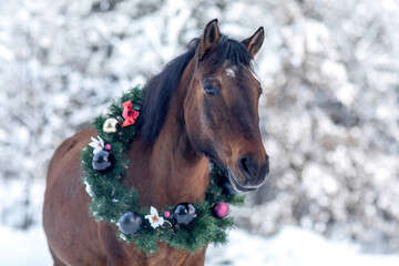 A festive decorated huzule horse wearing a christmas wreath in front of a snowy winter landscape outdoors