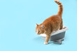 Cute ginger cat with litter box on blue background