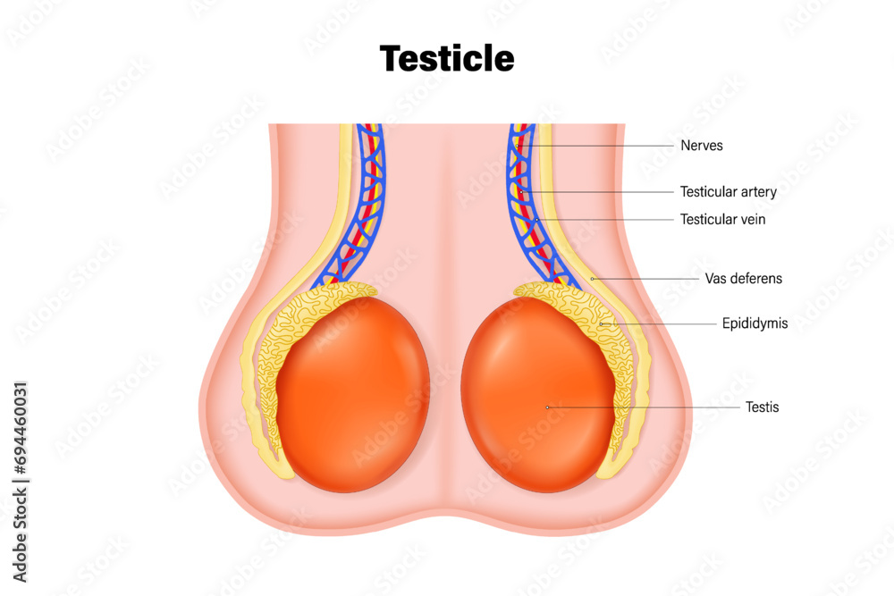 Testicular Anatomy Anatomy Of The Testis Structures Of Testicles 