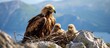 Golden eagle and eaglet nested on cliff.