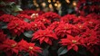 beautiful poinsettia and space for text on blurred background, traditional Christmas flower, bokeh lights