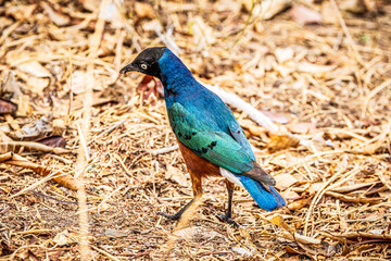 Sticker - blue bird on the ground