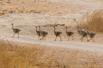 Sticker - ostrich in the savannah