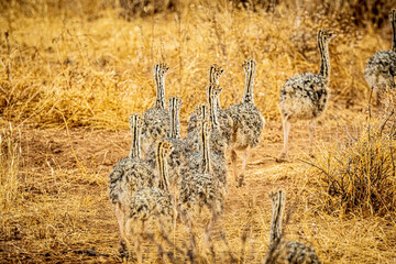 Sticker - ostrich in the savannah