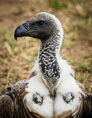 Wall Mural - vulture