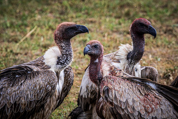 Poster - vulture