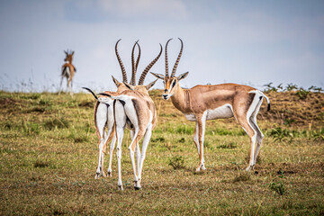 Wall Mural - gazelles