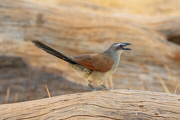 Poster - red billed hornbill