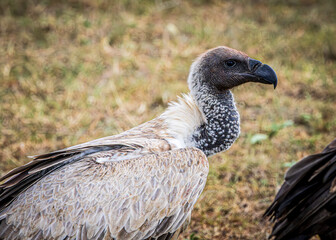 Wall Mural - vulture