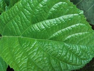 Foliage close up. Leaves for various needs, healthy food ideas, wallpapers, and natural green backgrounds. Wide leaves close up with texture