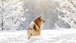 Shiba Inu in the winter snow forest