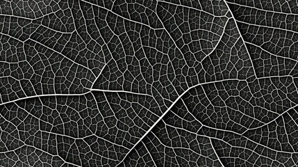   a close up of a black and white photo of a leaf's leaf's vein, with a white line across the middle of the leaf.