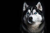 Fototapeta Psy - Siberian Husky dog with blue eyes on black background. Copy space for text.